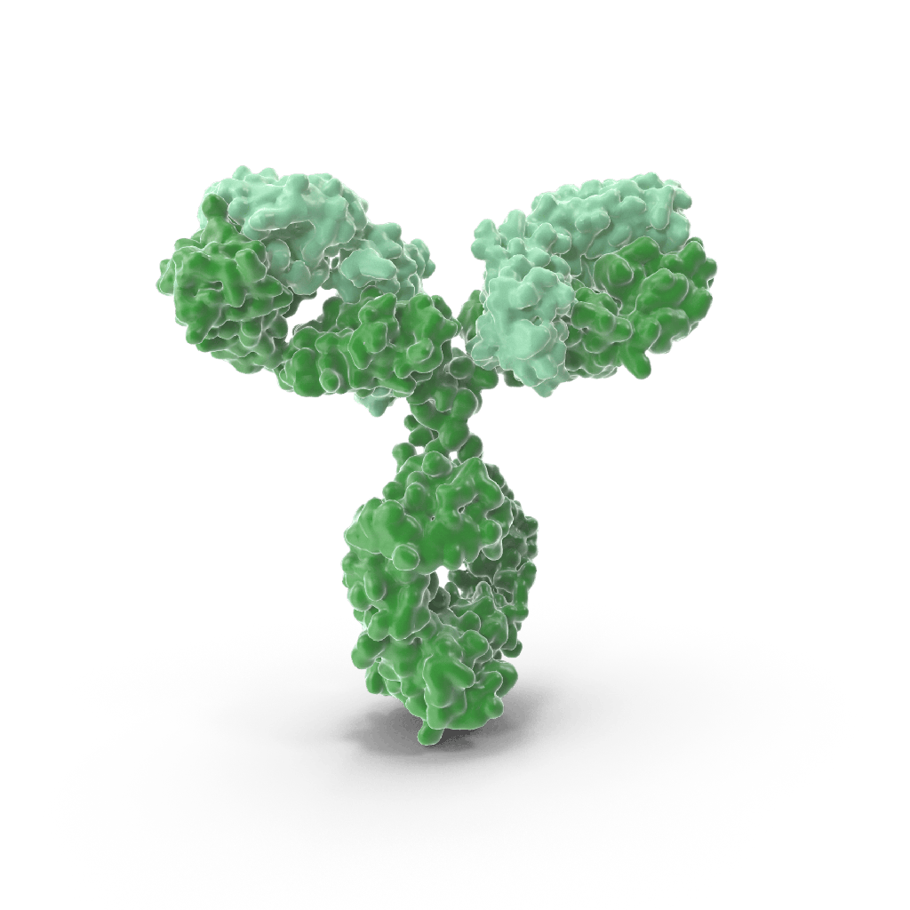 Anti-ALDH2 Rabbit Polyclonal Antibody - 100 μL