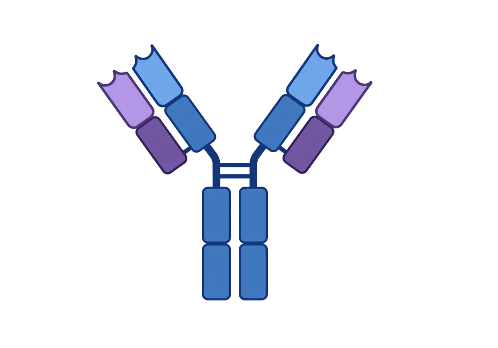 AIM2 Antibody  HRP conjugated   