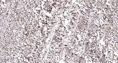 EP400 rabbit pAb - 100 μL