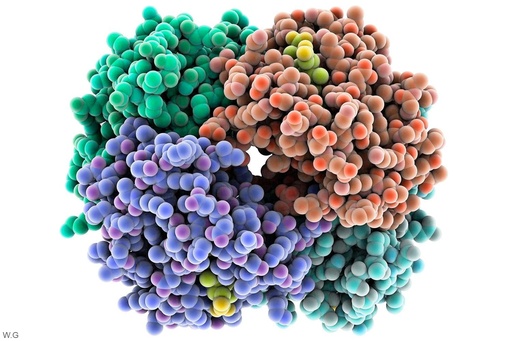 [ELK0132] Human WDR33 (WD Repeat-Containing Protein 33) ELISA Kit - 48 Tests